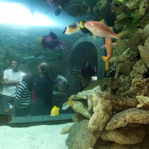 The Dallas World Aquarium
